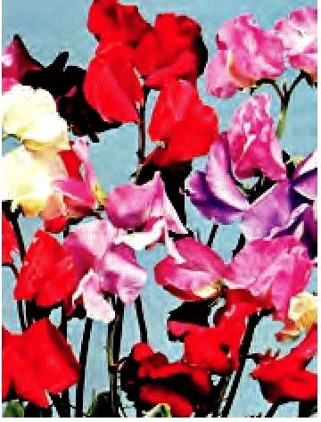 PISELLO ODOROSO MISCUGLIO GR.25 - Foto 2